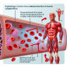 Effects of erythropoietin on muscle oxygenation