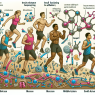 Insulin and insulin resistance in athletes: a pharmacological perspective